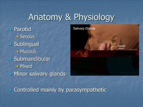 Ppt Salivary Gland Disease Powerpoint Presentation Free Download Id3046876