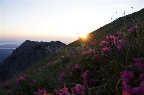 Sunrise On The Mountain La Om Peak Piatra Craiului Mountains Romania