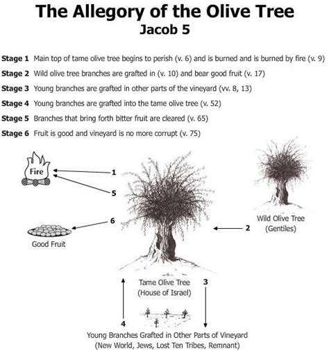 Jacob 5 The Allegory Of The Olive Tree From Charting The Book Of