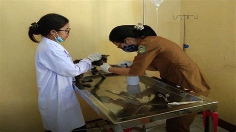 Wisata Labuan Bajo Klinik Dokter Hewan Di Labuan Bajo Lengkap Dengan