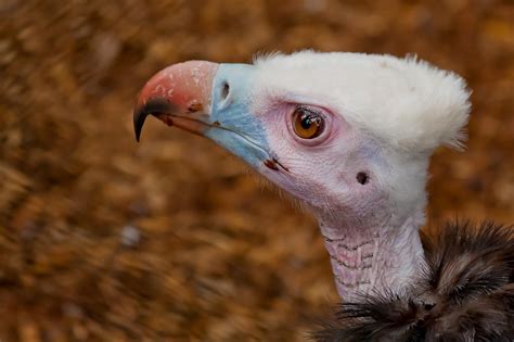 Animais mais Feias do Mundo 8 Espécies Assustadoras