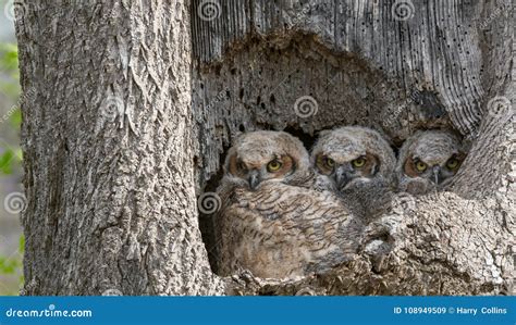 Great Horned Owl stock image. Image of blue, black, nature - 108949509