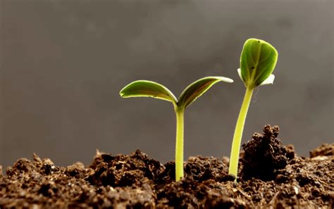 Lombrichi Per Rendere Fertile Il Suolo Sulla Luna