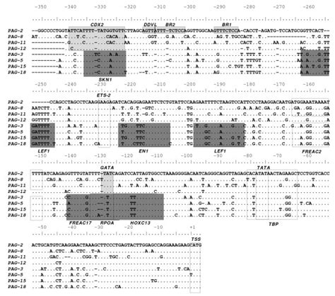 Multiple Sequence Alignment Of The Proximal 350 Bp Of The Promoter