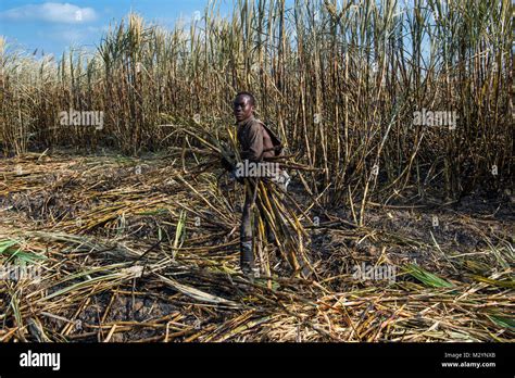 Sugar Cane Cutter In The Burned Sugar Cane Fields Nchalo Malawi