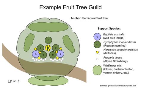 Ex Of Fruit Tree Guild Fruit Trees Permaculture Trees To Plant