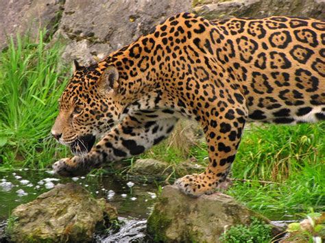 File:Panthera onca -Chester Zoo, Cheshire, England-8a (4).jpg ...
