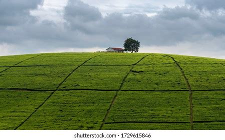 Rwanda Tea Plantations Royalty-Free Images, Stock Photos & Pictures ...