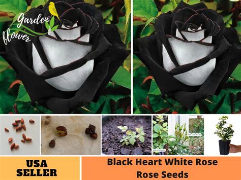 30 Rare Seeds Black Heart White Rose Seeds Perennial Authentic Seeds