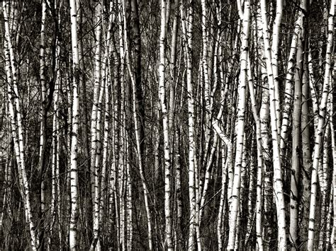 White Birch Tree Wallpaper - WallpaperSafari