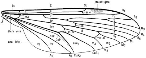 Diptera, wing | DrawWing