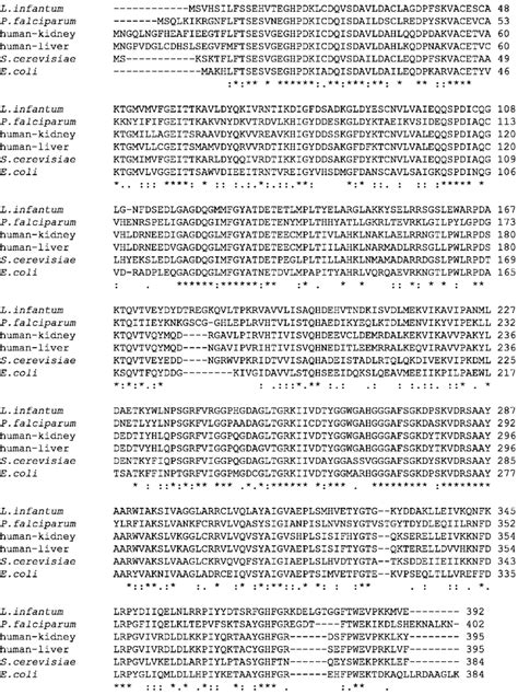 Multiple Amino Acid Sequence Alignments Of L Infantum Mat Ii The