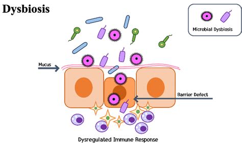 Dysbiosis And Gut Homeostasis Dysbiosis Has Been Linked To Increased Download Scientific