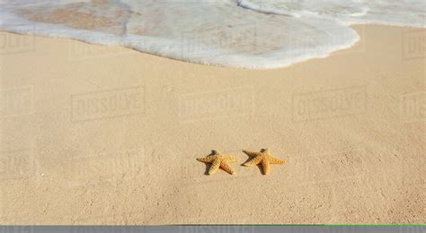 Two Starfish On Beach