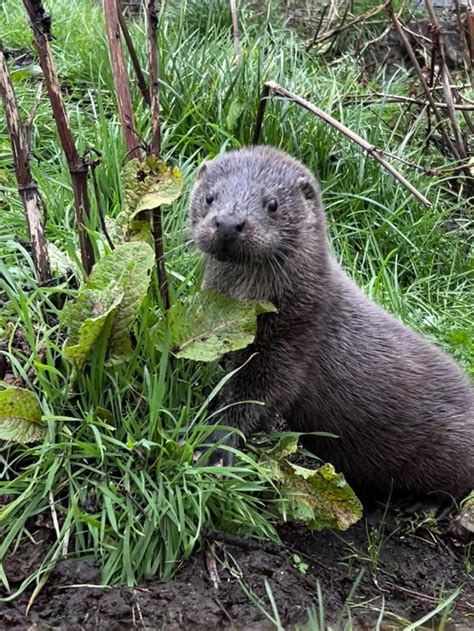 Meet the Otters — International Otter Survival Fund