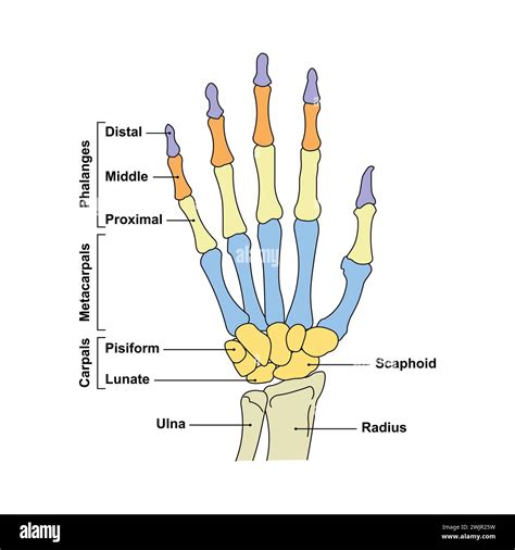 Hand bones, illustration Stock Photo - Alamy