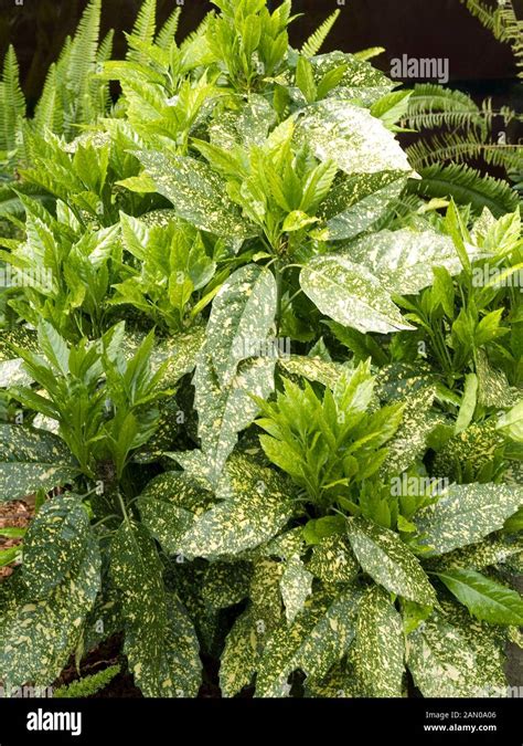 AUCUBA JAPONICA VARIEGATA Stock Photo - Alamy