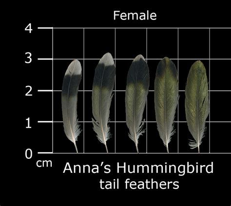 The Feather Atlas Feather Identification And Scans U S Fish And