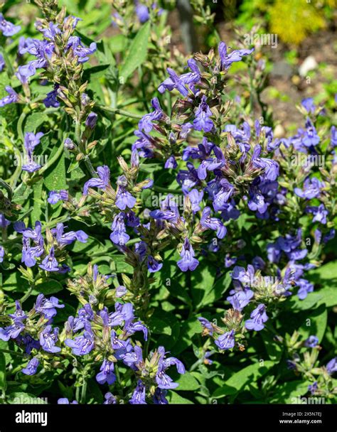 Salvia Lavandulifolia Vahl Hi Res Stock Photography And Images Alamy