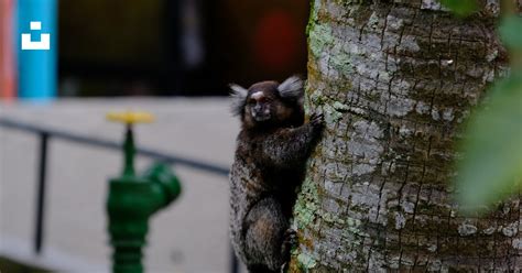 A small animal climbing up the side of a tree photo – Free Rio de ...