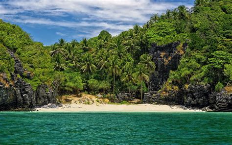 Coconut Tree Near Ocean During Daytime Hd Wallpaper Wallpaper Flare