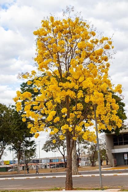 Árvore trombeta dourada também conhecida como ipê amarelo tabebuia