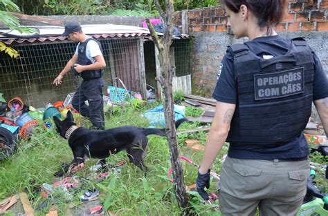 Ações Com Cães Da Polícia Civil Apreendem 7 8 Toneladas De Drogas Em