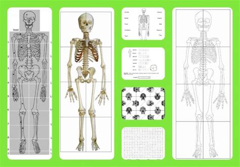 Free Printable Life Sized Child And Adult Skeletons Skull Puzzles And