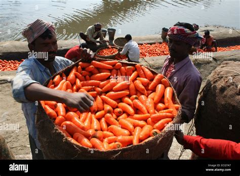 Carrot Farmer Cleaning Fresh Carrot Produce In Dhaka Carrot Stock