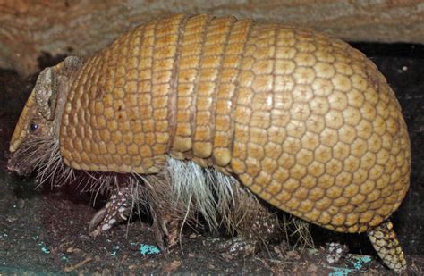 Discover The Surprising Diet Of Armadillos