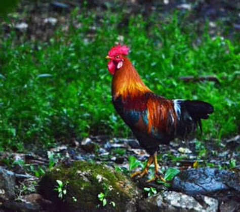 Farming Heritage Chicken Breeds Of The Philippines Living In Pangasinan Guide To Your New Home