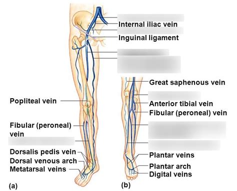 Anterior Tibial Vein