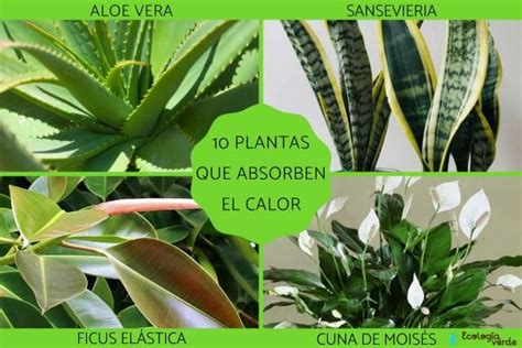 10 PLANTAS que ABSORBEN el CALOR Lista de nombres características y