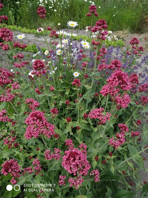 Ostrogowiec Centranthus 12448716276 Oficjalne Archiwum Allegro