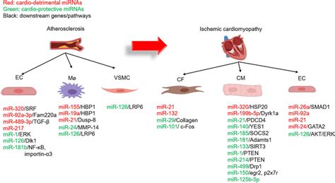 Mirnas With Key Roles In The Process Of Atherosclerosis And Ischemic