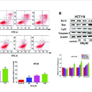 Km Promoted Crc Cells Apoptosis In A Dose Dependent Manner A Flow