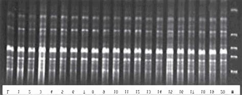 Eric Pcr Generated Dna Fingerprints For Lactobacillus Isolates From