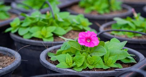 Calibrachoa Seeds: Grow Your Own Beautiful Blooms! - A-Z Animals