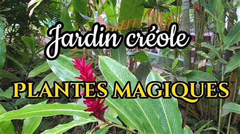 Jardin créole plantes magiques le savoir ancestrales des plantes