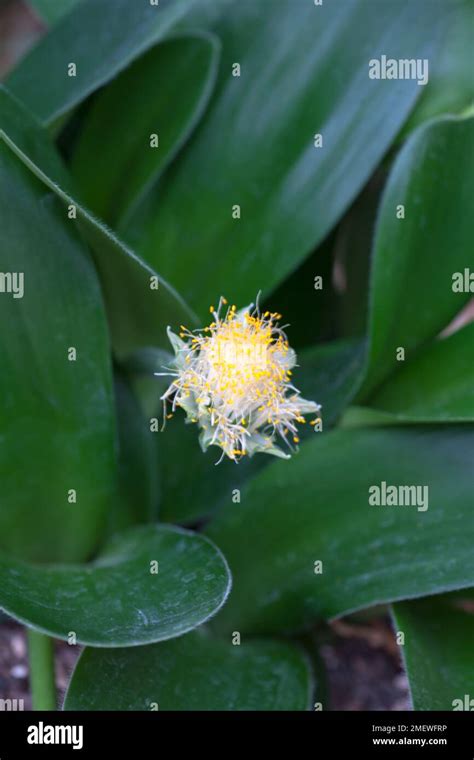 Haemanthus Albiflos W Hi Res Stock Photography And Images Alamy