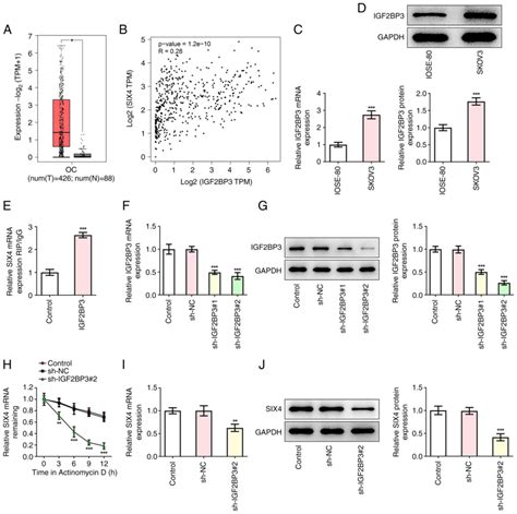 Igf2bp3‑stabilized Six4 Promotes The Proliferation Migration Invasion