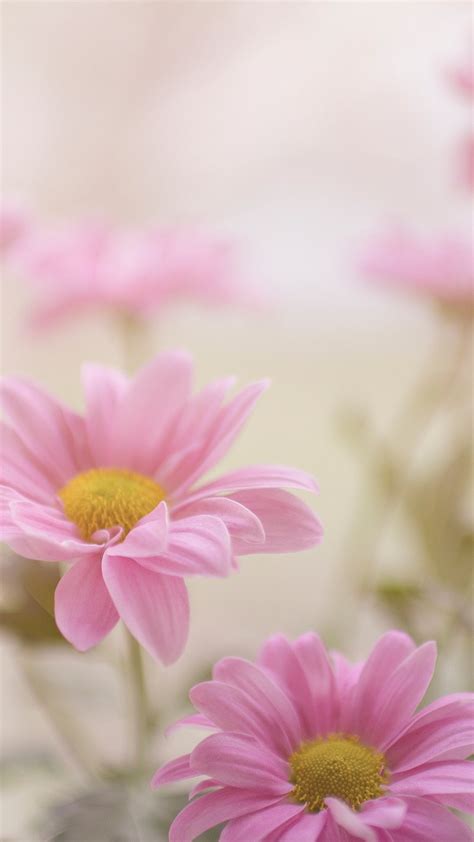 iPhone wallpaper flower background, aesthetic | Free Photo - rawpixel