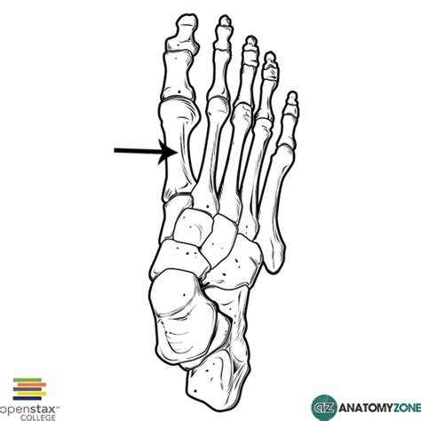 First Metatarsal • Musculoskeletal Skeletal • Anatomyzone