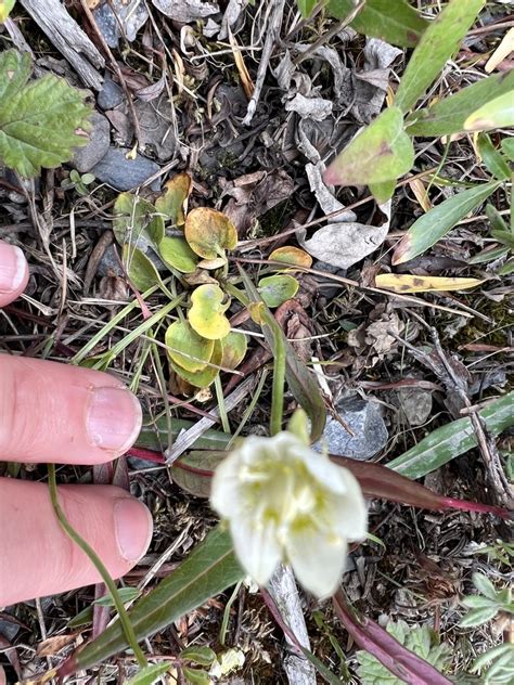 Marsh Grass Of Parnassus From Denali National Park Denali County Us