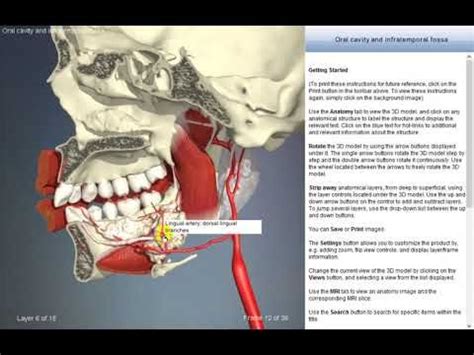 Lingual artery: dorsal lingual branches | Arteries of head and neck | 3D Human Anatomy | Organs ...