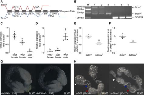 Wolbachia Symbionts Control Sex In A Parasitoid Wasp Using A Horizontally Acquired Gene Current