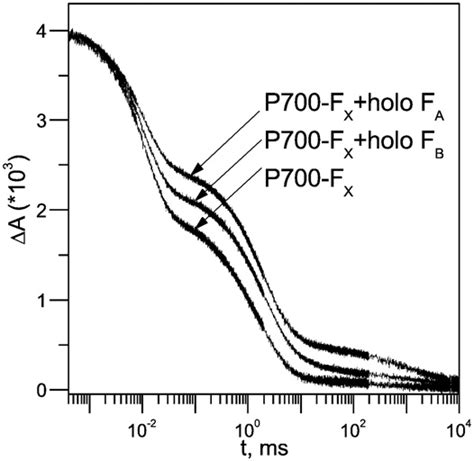 Charge Recombination Kinetics Of The P700 U Reduction Measured At Download Scientific