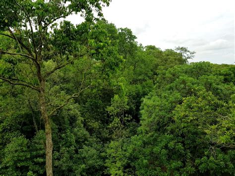 Pasir Ris Park Mangrove Swamp Boardwalk | My Chirpy Life