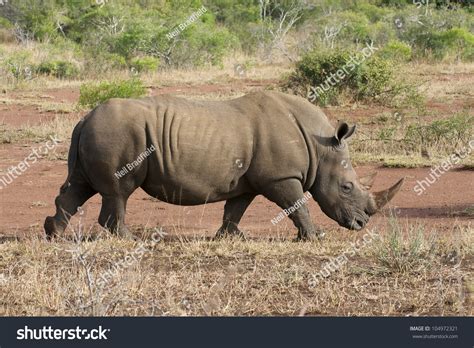 White Rhino With Horn Stock Photo 104972321 Shutterstock