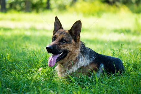 纯种德国牧羊犬高清图片下载 正版图片504819055 摄图网